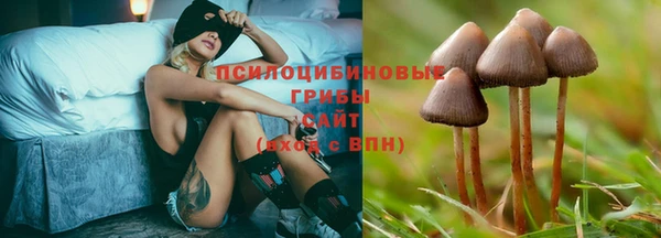 гашик Алексин