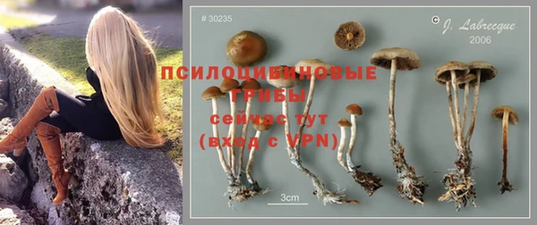 гашик Алексин